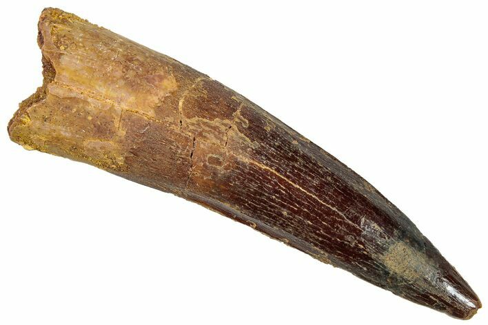 Fossil Spinosaurus Tooth - Real Dinosaur Tooth #293980